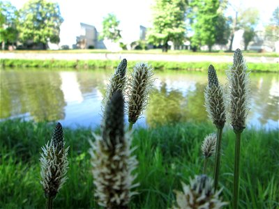 Spitzwegerich (Plantago lanceolata) an der Saar in Alt-Saarbrücken
