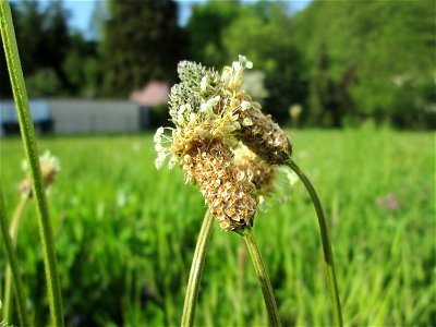 Spitzwegerich (Plantago lanceolata) in Fechingen