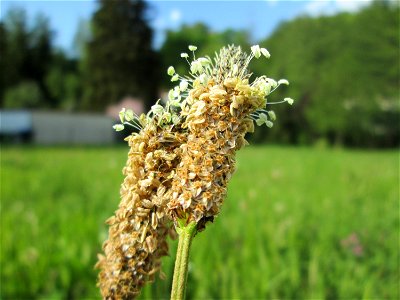 Spitzwegerich (Plantago lanceolata) in Fechingen