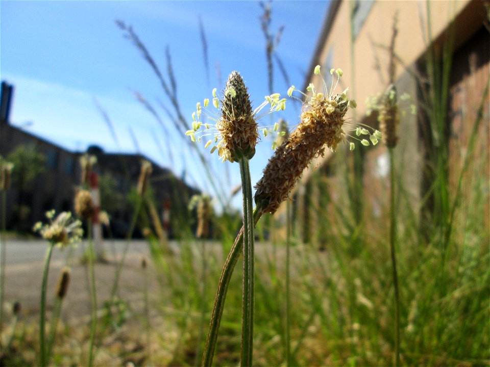 Spitzwegerich (Plantago lanceolata) in Brebach