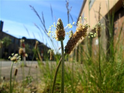 Spitzwegerich (Plantago lanceolata) in Brebach