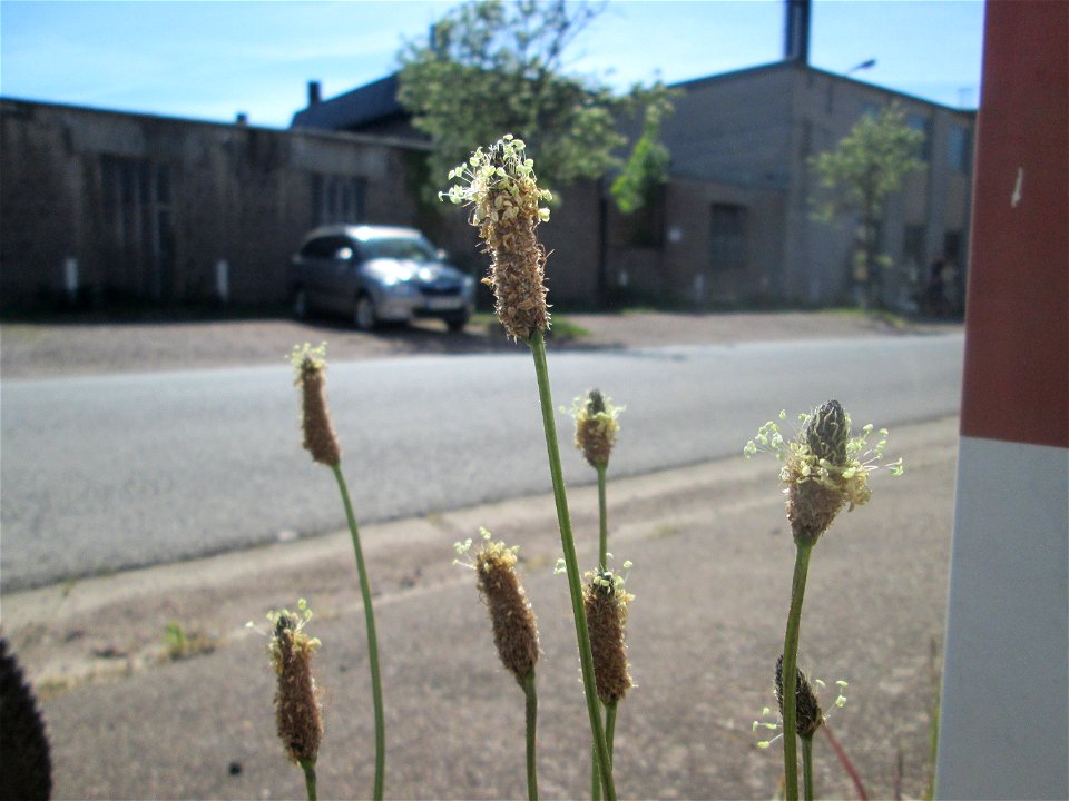 Spitzwegerich (Plantago lanceolata) in Brebach