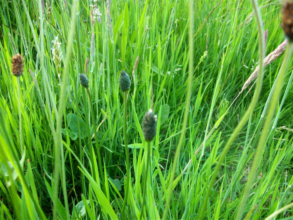 Plantago lanceolata among grass