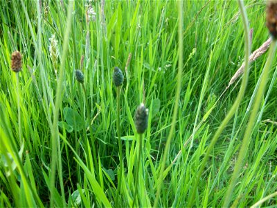 Plantago lanceolata among grass photo
