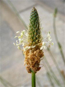 Flowers of Ribwort Plantain (Plantago lanceolata). Dry riverbed of Hirose River. Aoba ward, Sendai, Miyagi prefecture, Japan.