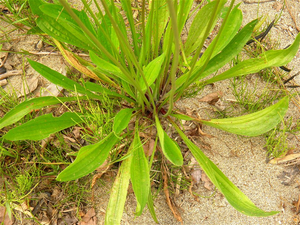 Ribwort Plantain (Plantago lanceolata). Dry riverbed of Hirose River. Aoba ward, Sendai, Miyagi prefecture, Japan.