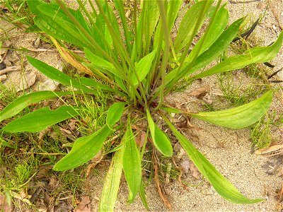 Ribwort Plantain (Plantago lanceolata). Dry riverbed of Hirose River. Aoba ward, Sendai, Miyagi prefecture, Japan.
