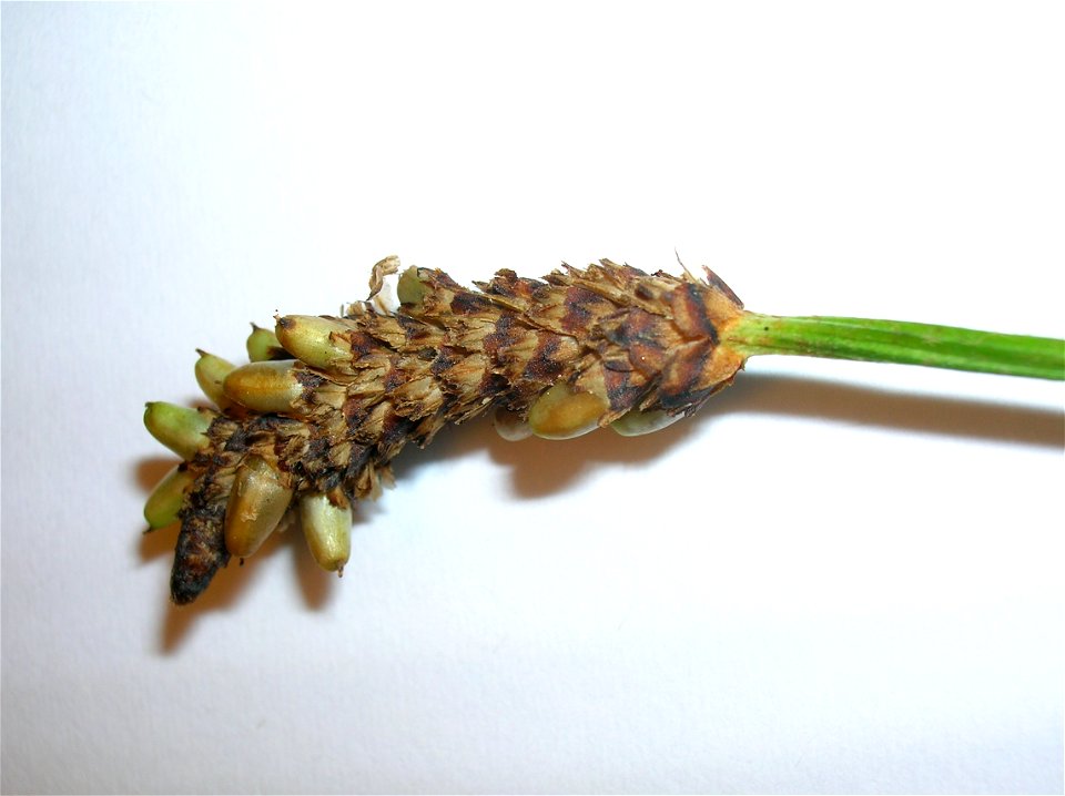 Galls on the head of Plantago lanceolata. Auchenmade. North Ayrshire. Scotland