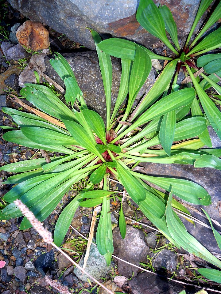 Dar yapraklı sinirli ot (Plantago lanceolata)