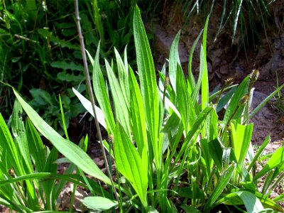 Plantago lanceolata habit, Sierra Madrona, Spain