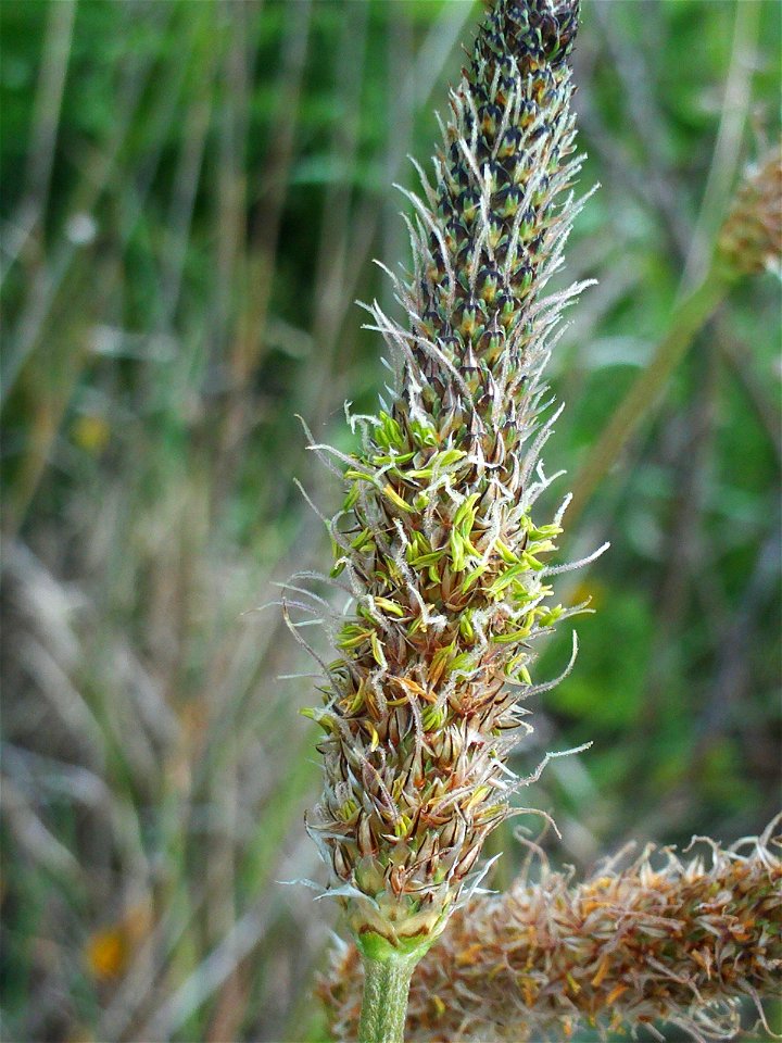 Plantago lanceolata inflorescence, Sierra Madrona, Spain