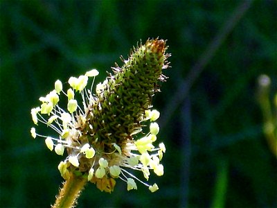 Plantago lanceolata Inflorescence, Sierra Madrona, Spain photo