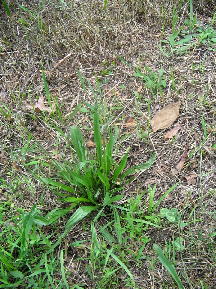plantago lanceolata by trail