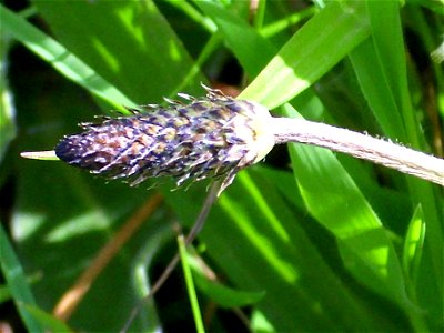 Plantago lanceolata spike close up, Sierra Madrona, Spain