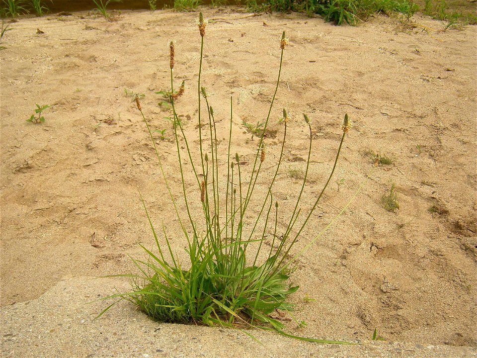 Ribwort Plantain (Plantago lanceolata). Dry riverbed of Hirose River. Aoba ward, Sendai, Miyagi prefecture, Japan.