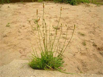 Ribwort Plantain (Plantago lanceolata). Dry riverbed of Hirose River. Aoba ward, Sendai, Miyagi prefecture, Japan.