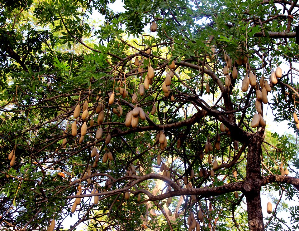 Tree Kigelia africana in the park Jardim Municipal in the centre of city Funchal, Madeira
