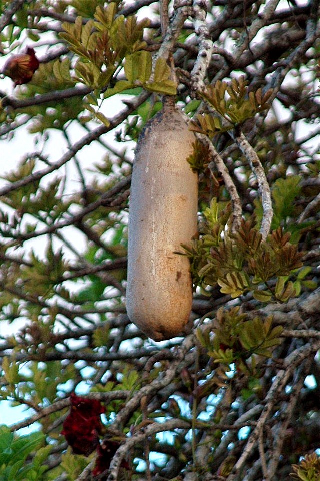 Kigelia
