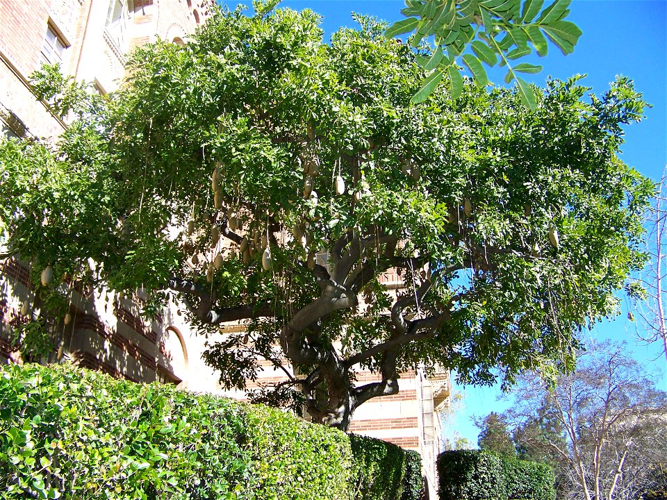 A Sausage tree—Kigelia africana with pendulous fruit, on the UCLA campus.