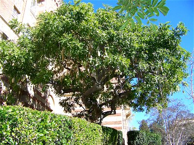 A Sausage tree—Kigelia africana with pendulous fruit, on the UCLA campus. photo