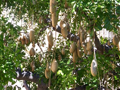 A Sausage tree—Kigelia africana with pendulous fruit, on the UCLA campus.