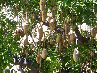 A Sausage tree—Kigelia africana with pendulous fruit, on the UCLA campus. photo