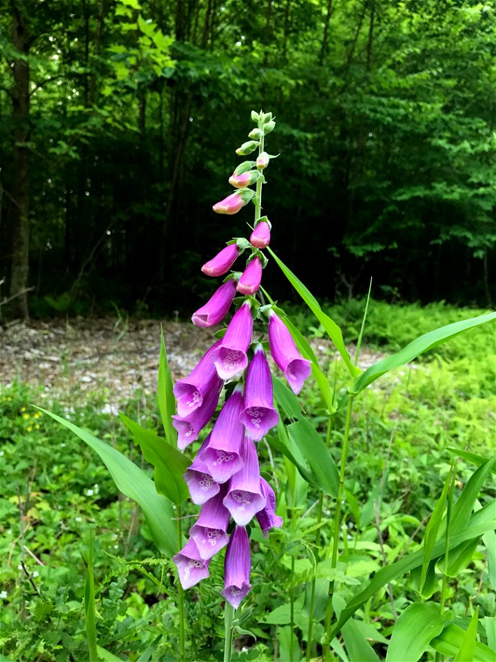 Digitalis (/ˌdɪdʒɪˈteɪlɪs/[1] or /ˌdɪdʒɪˈtælɪs/[2]) is a genus of about 20 species of herbaceous perennials, shrubs, and biennials commonly called foxgloves.