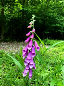 Digitalis (/ˌdɪdʒɪˈteɪlɪs/[1] or /ˌdɪdʒɪˈtælɪs/[2]) is a genus of about 20 species of herbaceous perennials, shrubs, and biennials commonly called foxgloves.