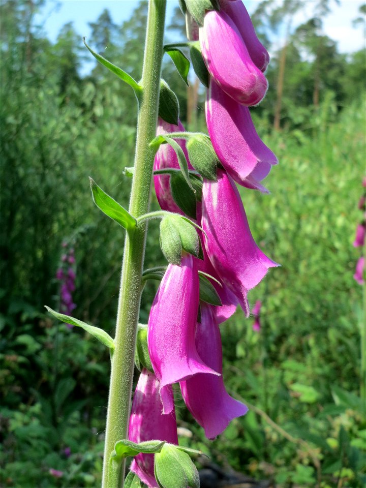 Roter Fingerhut (Digitalis purpurea) in der Schwetzinger Hardt
