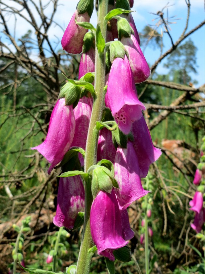Roter Fingerhut (Digitalis purpurea) im Schwetzinger Hardt