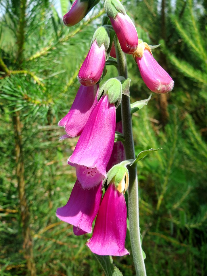 Roter Fingerhut (Digitalis purpurea) im Schwetzinger Hardt