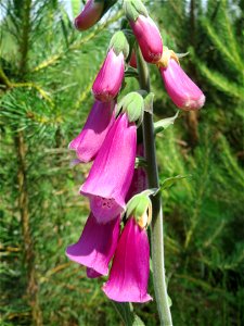 Roter Fingerhut (Digitalis purpurea) im Schwetzinger Hardt