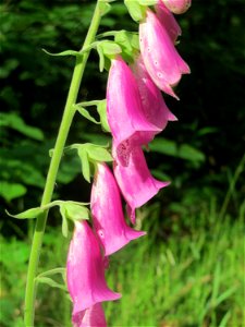 Roter Fingerhut (Digitalis purpurea) im Schwetzinger Hardt
