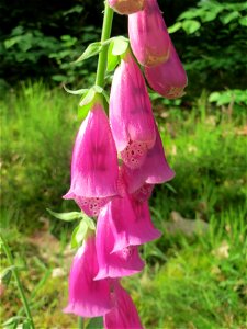 Roter Fingerhut (Digitalis purpurea) im Schwetzinger Hardt photo