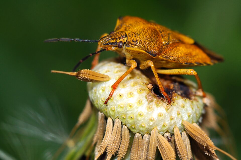 Turtles insect nature