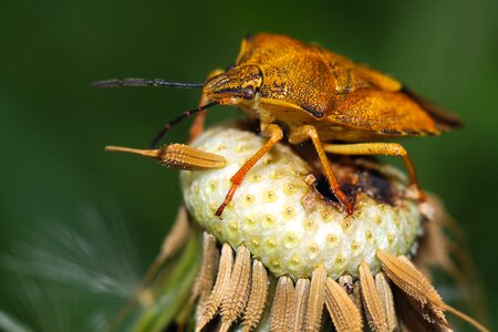 Turtles insect nature