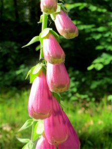 Roter Fingerhut (Digitalis purpurea) im Schwetzinger Hardt