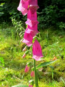 Roter Fingerhut (Digitalis purpurea) im Schwetzinger Hardt