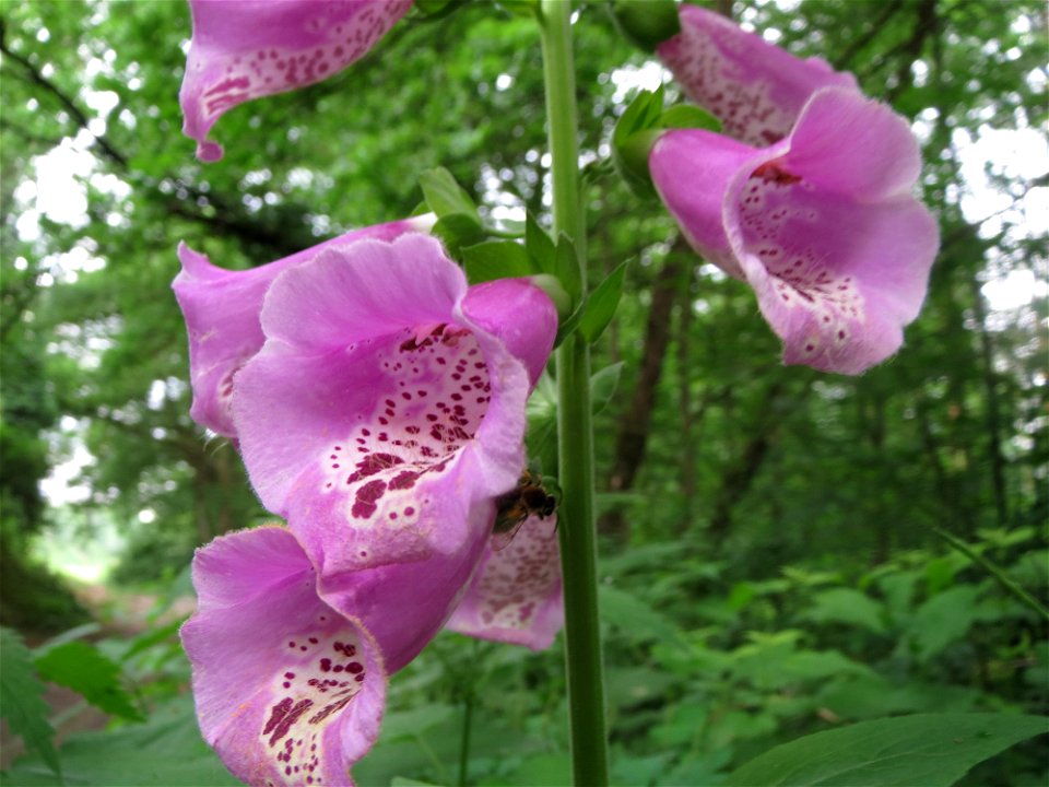 Roter Fingerhut (Digitalis purpurea) im Schwetzinger Hardt