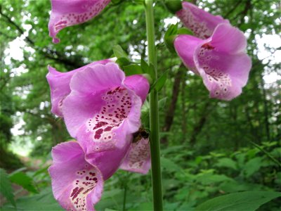 Roter Fingerhut (Digitalis purpurea) im Schwetzinger Hardt