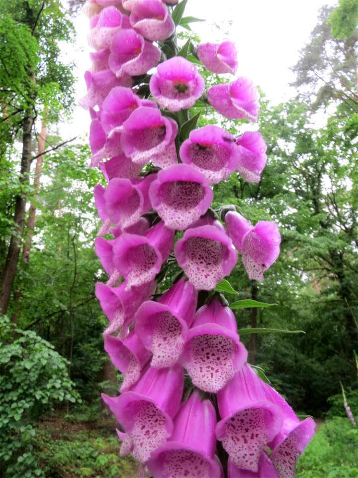 Roter Fingerhut (Digitalis purpurea) auf dem Feldherrenhügel im Naturschutzgebiet „Oftersheimer Dünen“