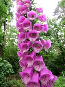 Roter Fingerhut (Digitalis purpurea) auf dem Feldherrenhügel im Naturschutzgebiet „Oftersheimer Dünen“ photo