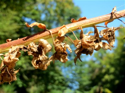 Verblühter Roter Fingerhut (Digitalis purpurea) am Abtskopf bei Klingenmünster
