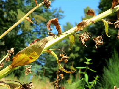 Verblühter Roter Fingerhut (Digitalis purpurea) am Abtskopf bei Klingenmünster