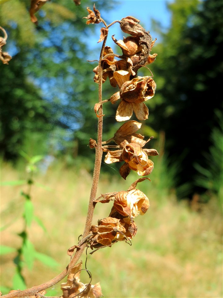 Verblühter Roter Fingerhut (Digitalis purpurea) am Abtskopf bei Klingenmünster