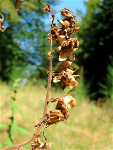 Verblühter Roter Fingerhut (Digitalis purpurea) am Abtskopf bei Klingenmünster