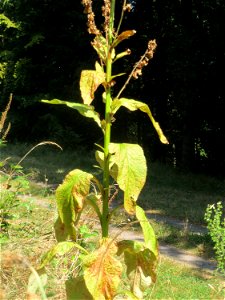 Verblühter Roter Fingerhut (Digitalis purpurea) am Abtskopf bei Klingenmünster