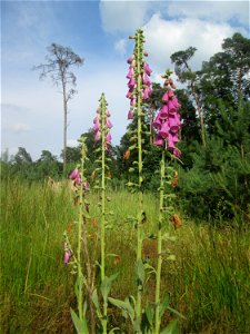Roter Fingerhut (Digitalis purpurea) in der Schwetzinger Hardt