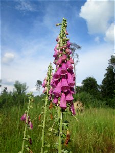 Roter Fingerhut (Digitalis purpurea) in der Schwetzinger Hardt