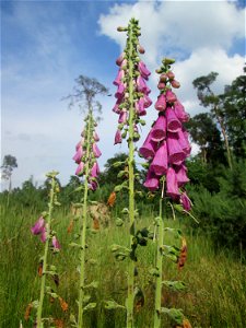 Roter Fingerhut (Digitalis purpurea) in der Schwetzinger Hardt